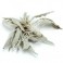Salvia Blanca California - Incienso Natural﻿ Granel